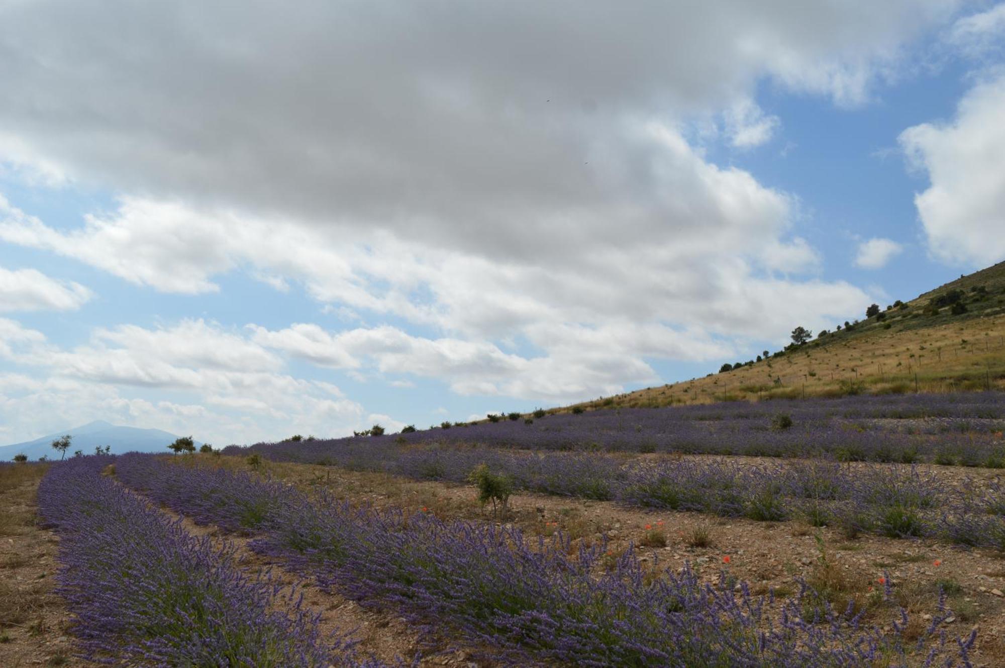 San Felices de los Gallegos Las Abadias المظهر الخارجي الصورة