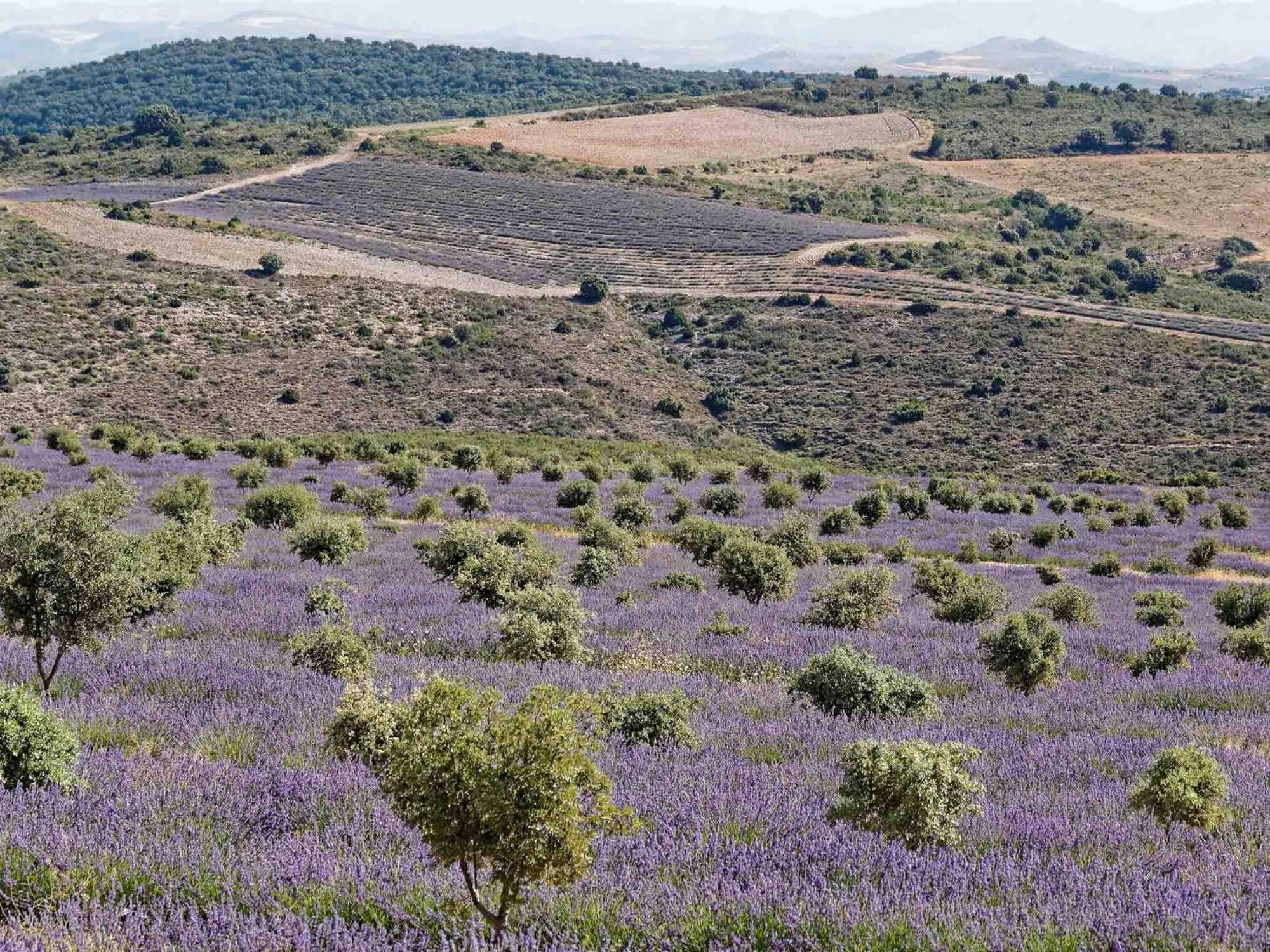 San Felices de los Gallegos Las Abadias المظهر الخارجي الصورة